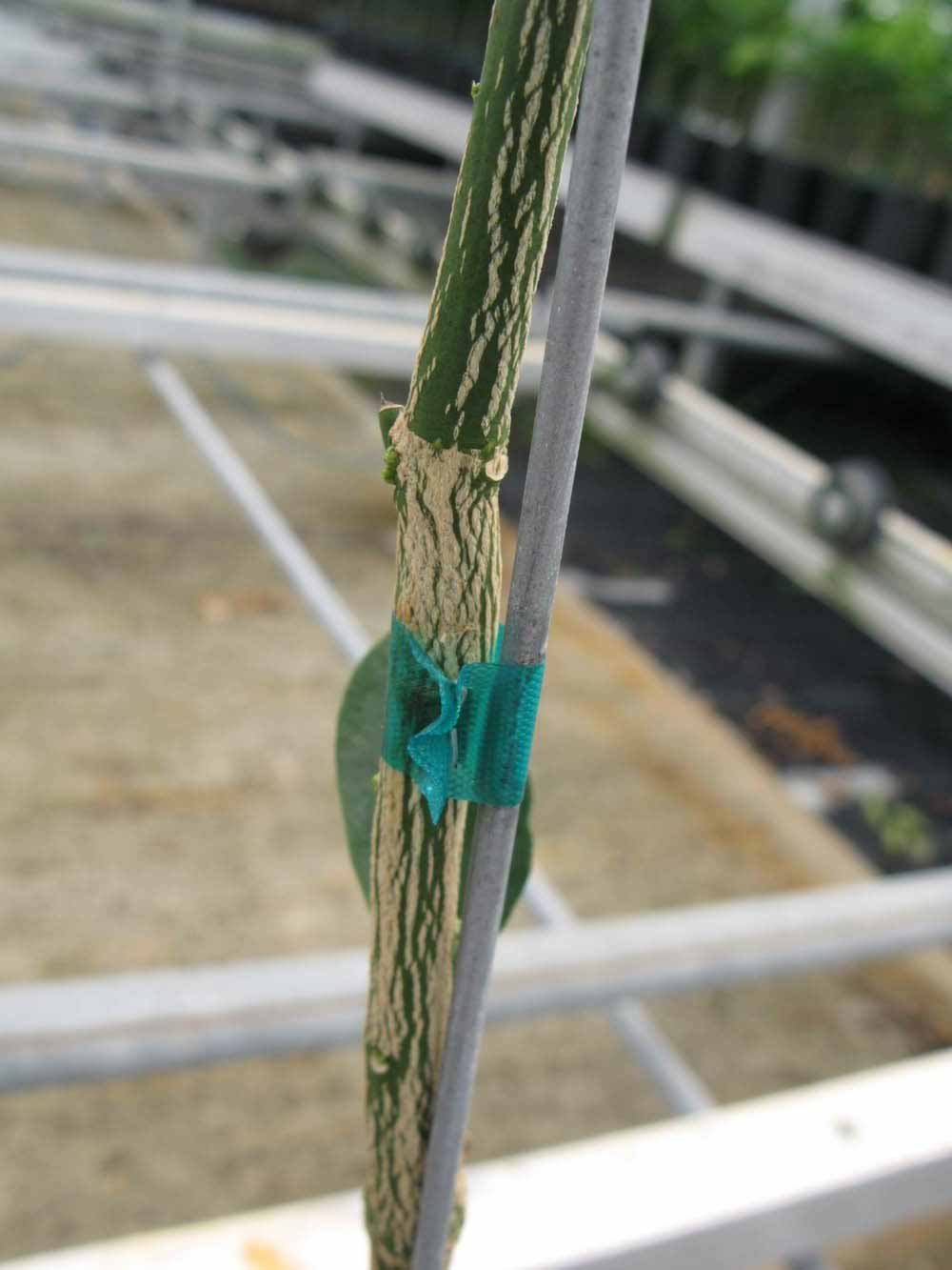              Second - third year twig (Phillip Rucks Citrus Nursery,   Frostproof, FL)       